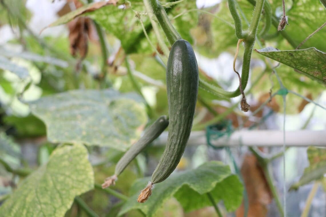 Gurke (Cucumis sativus)