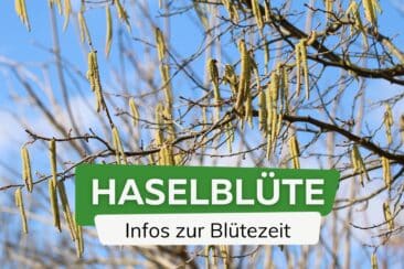 Haselnuss-Blüte