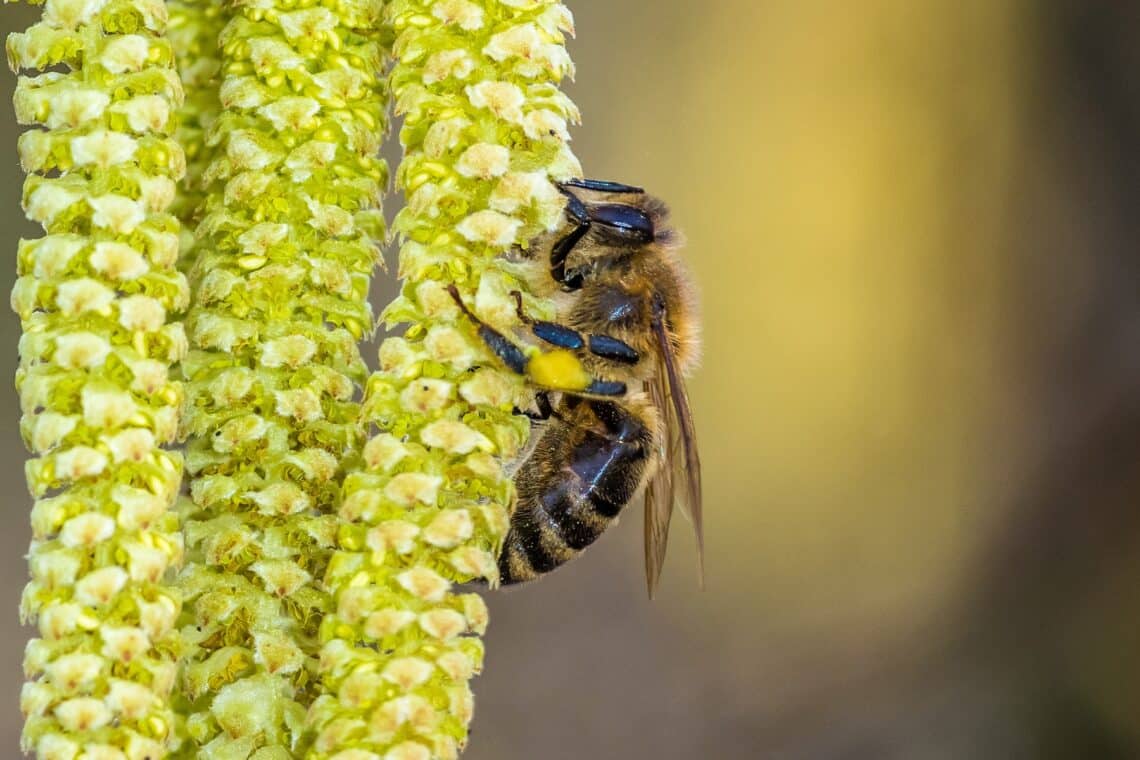 Biene an Haselnussblüte