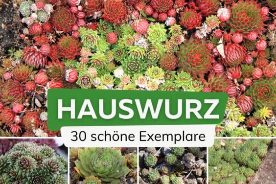 Hauswurz-Arten