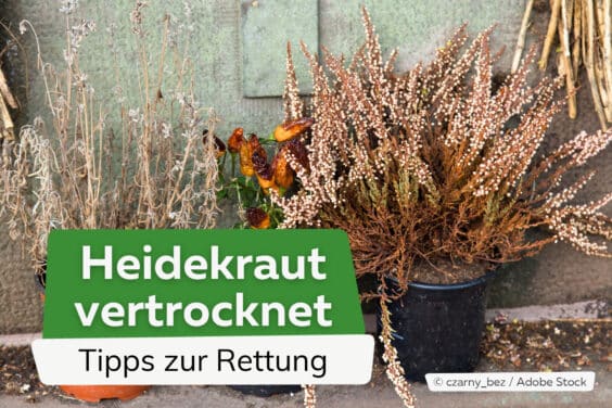 Heidekraut vertrocknet