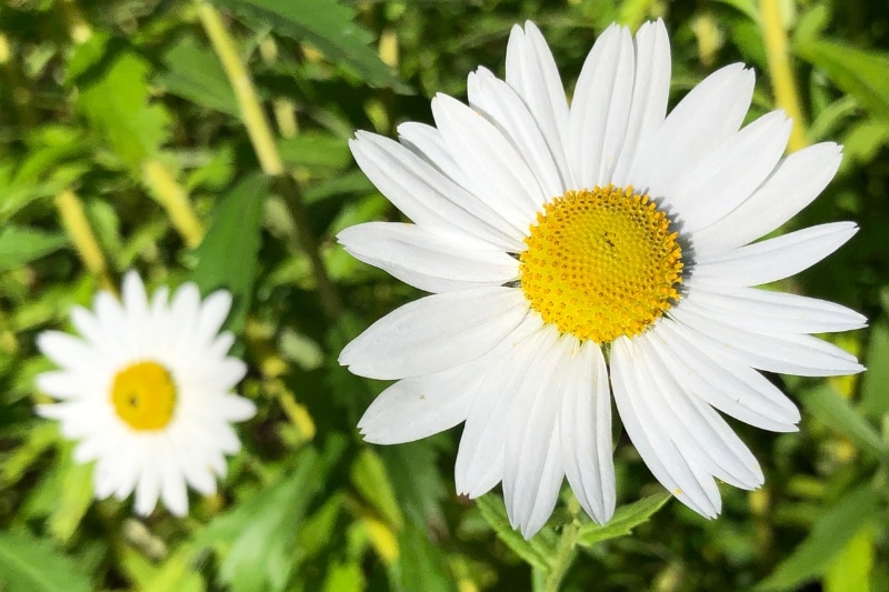 Herbst-Margerite (Leucanthemella serotina)