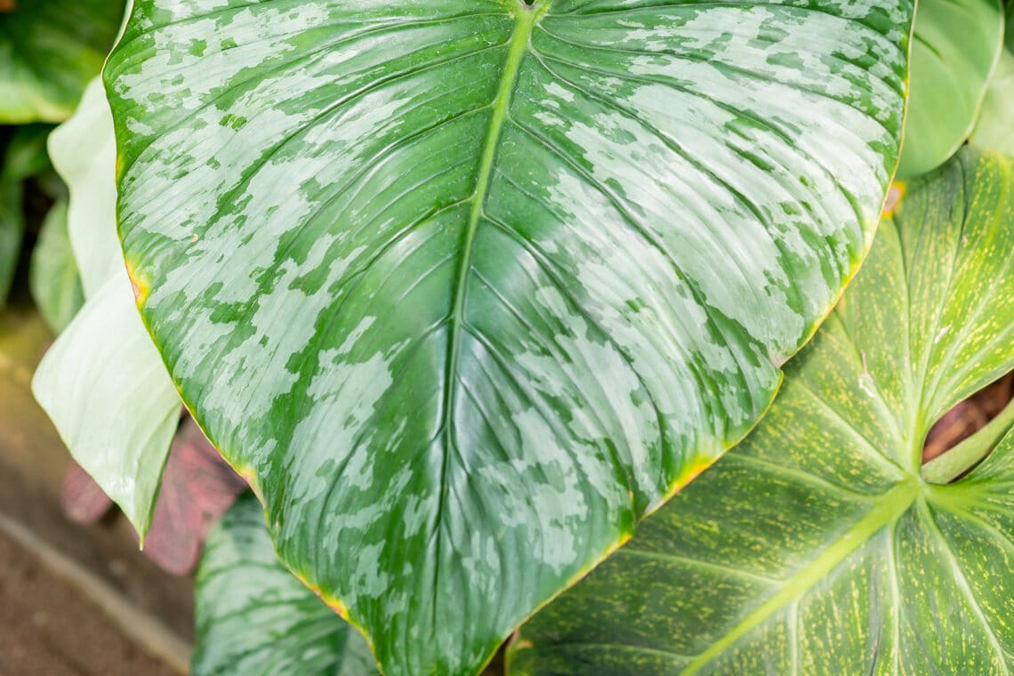 Herrlicher Baumfreund (Philodendron gloriosum)