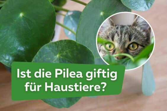 Ist die Pilea giftig für Katzen & Hunde?