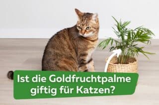 Ist die Goldfruchtpalme giftig fr Katzen?