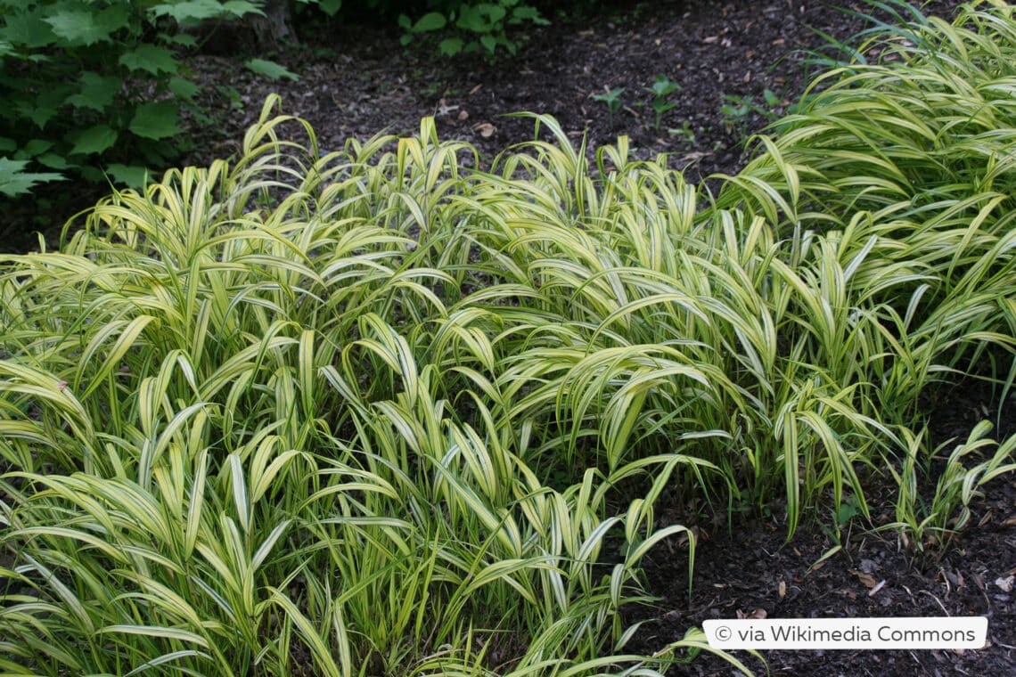 Japan Waldgras (Hakonechloa macra "Aureola")