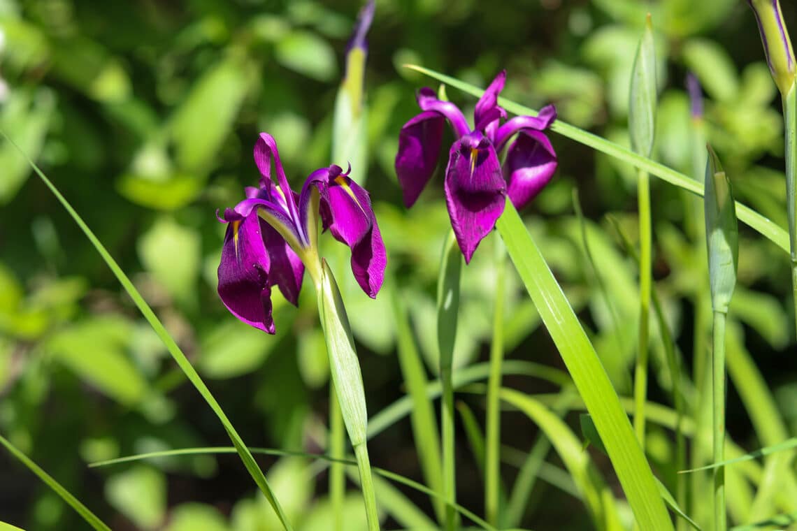 Japanische Sumpf-Schwertlilie (Iris ensata)