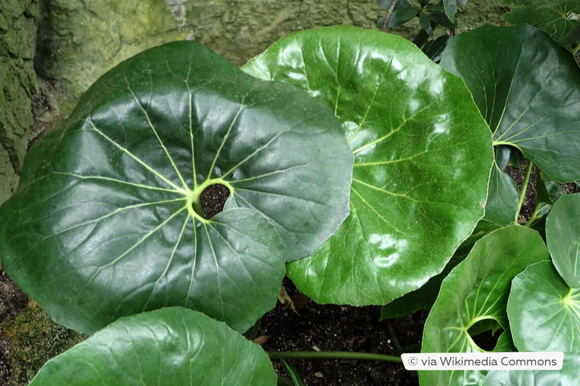 Japanischer Lattich (Farfugium japonicum)