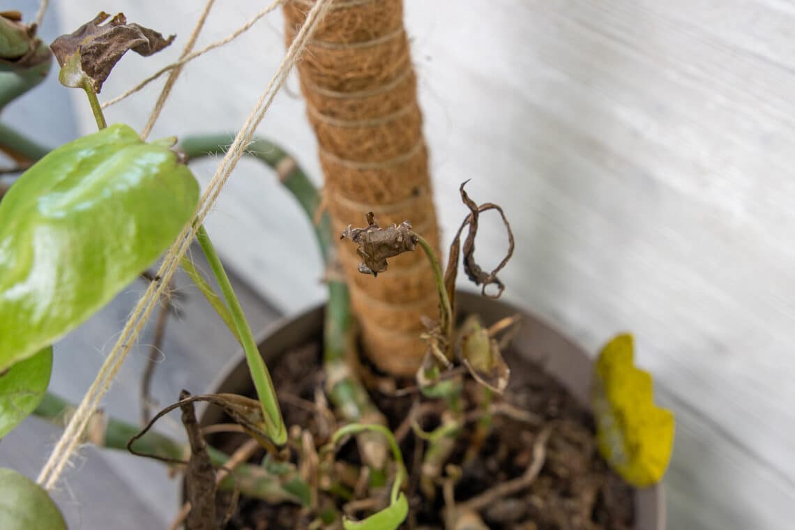 Thripse Schäden an Jungblättern der Monstera