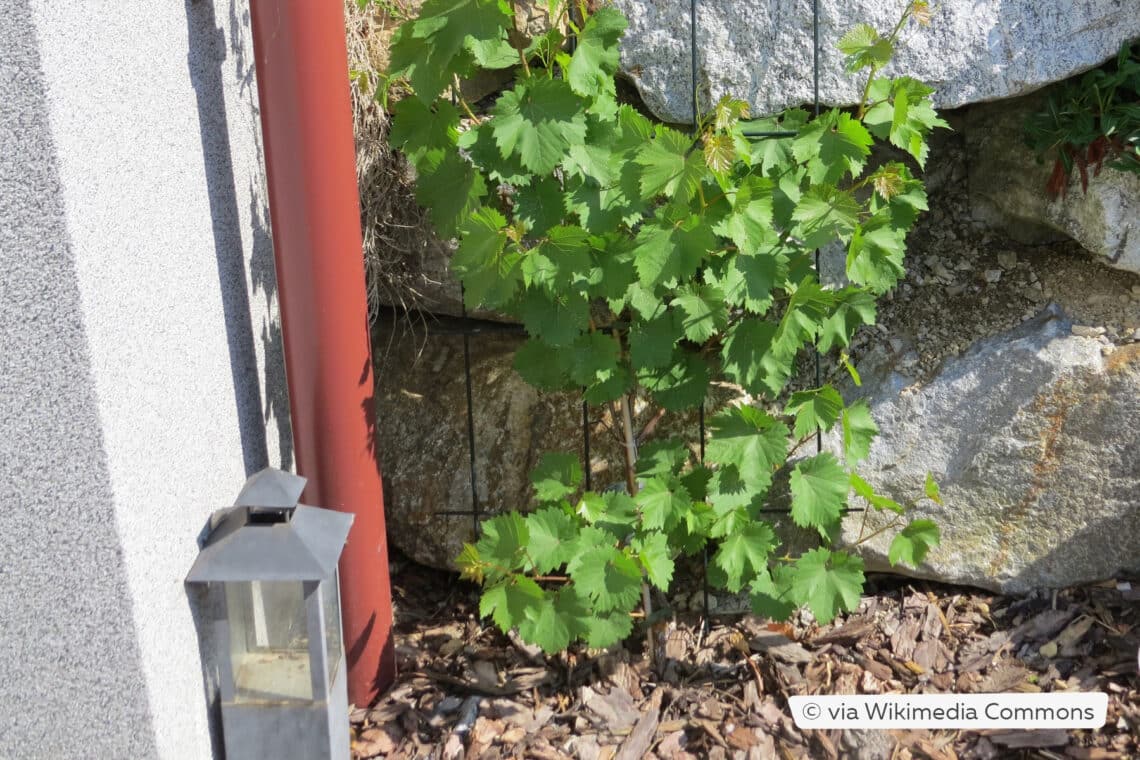 Junge Weinrebe mit Mulchdecke