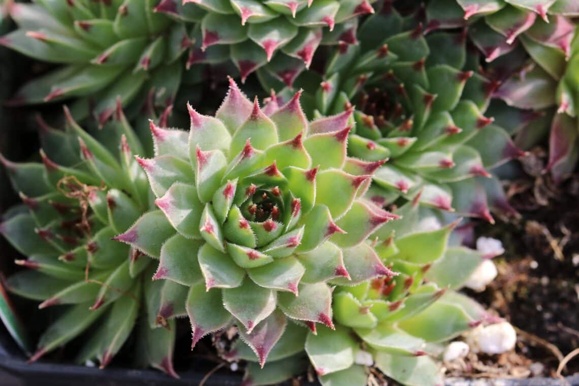 Kalk-Hauswurz (Sempervivum calcareum 'Mrs. Giuseppi')