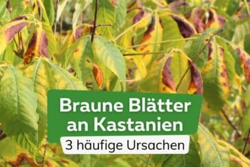 Kastanie hat braune Blätter