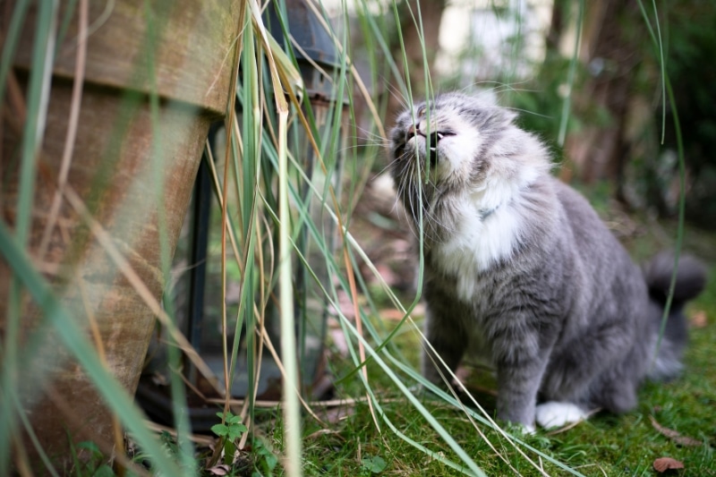 Katze frisst Ziergras