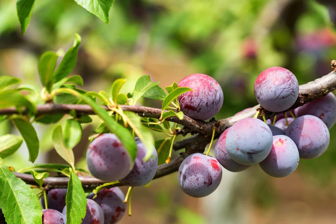 Kirschpflaumen (Prunus cerasifera)