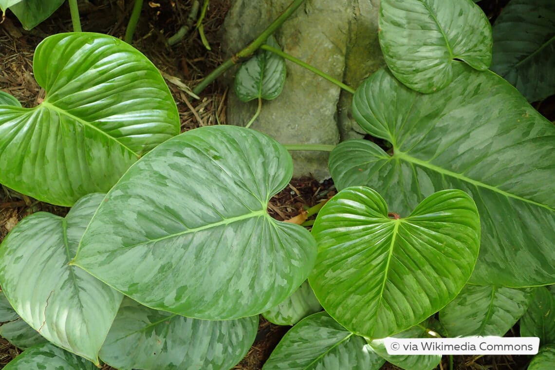 Kletternder Baumfreund (Philodendron ornatum x sodiroi)