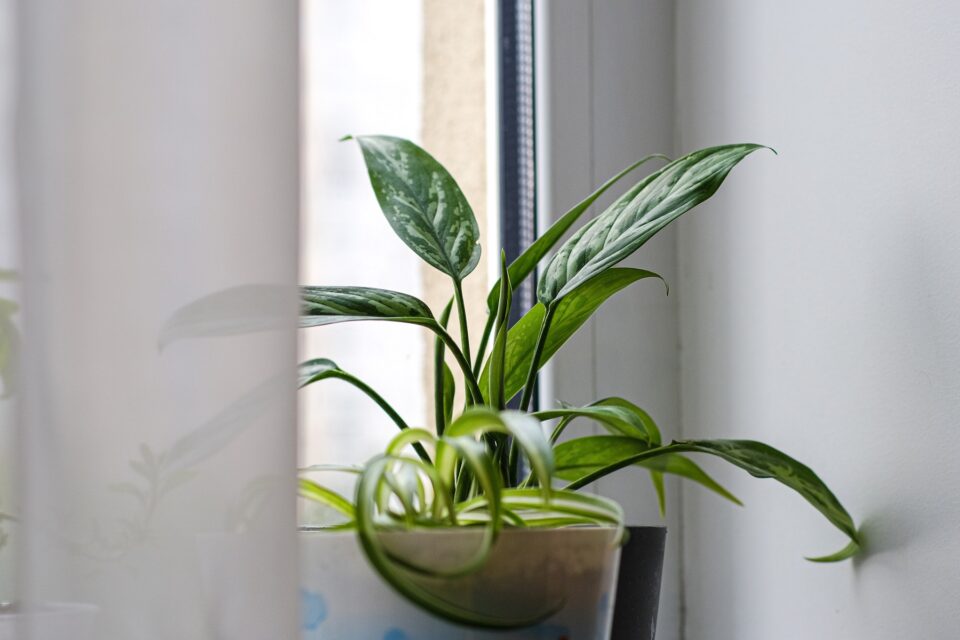 Aglaonema ist der Kolbenfaden giftig für Katzen?