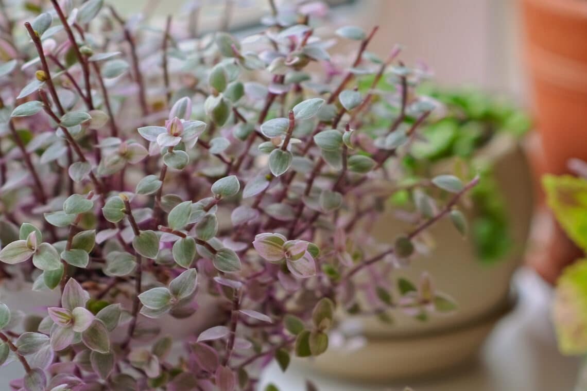 Kriechendes Schönpolster (Callisia repens)