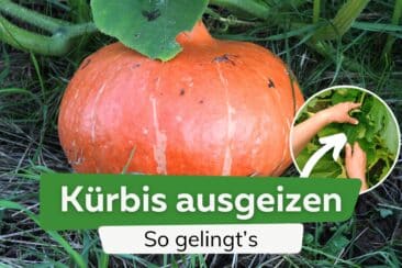 Kürbis ausgeizen