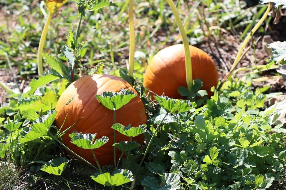 Große Kürbisse im Beet