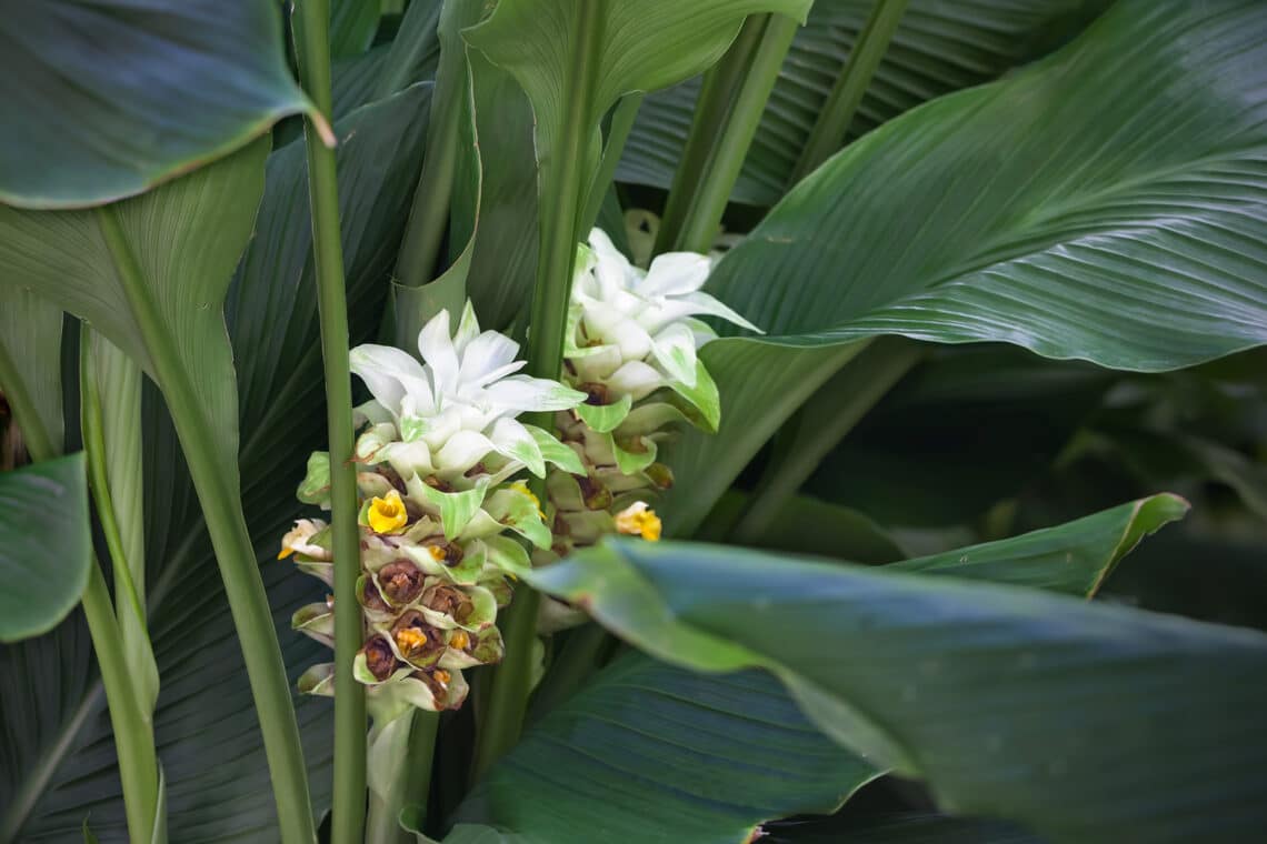 Kurkuma (Curcuma longa)