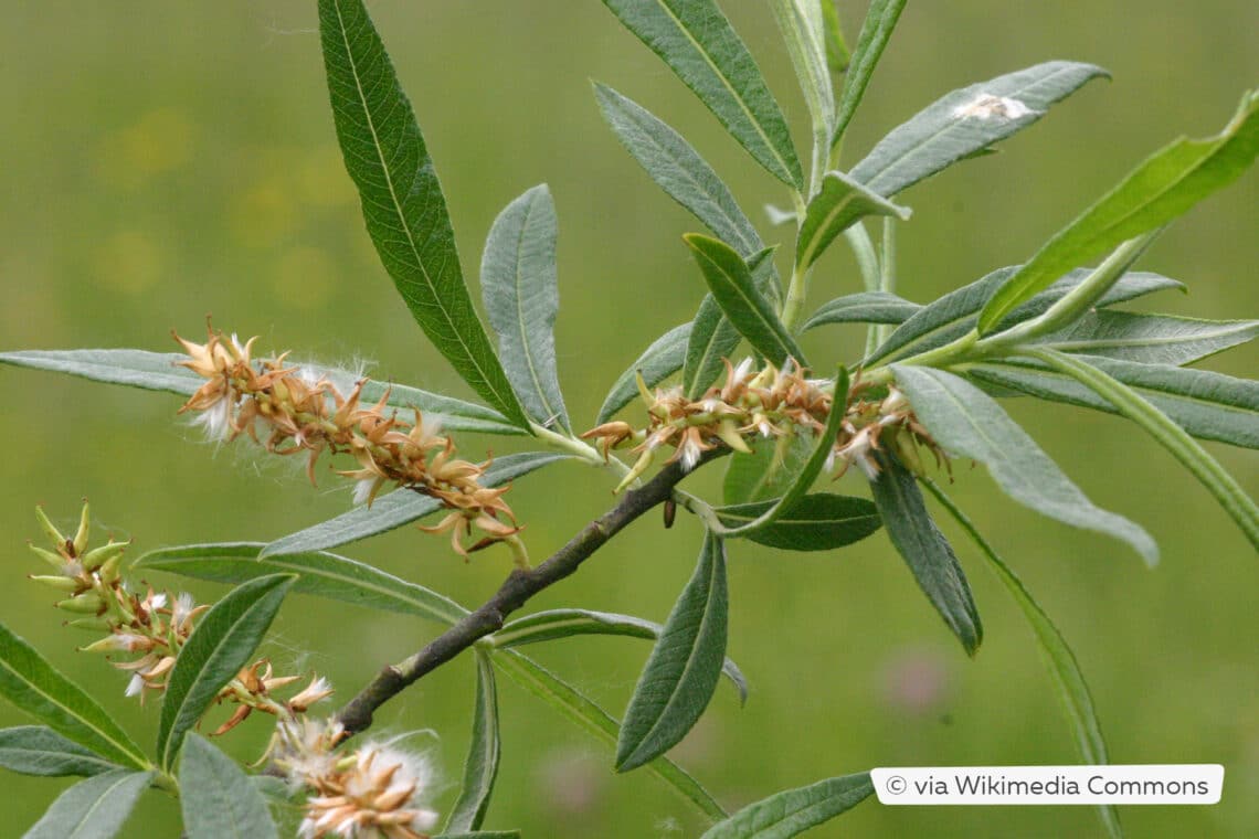 Lavendel Weide (Salix eleagnos)