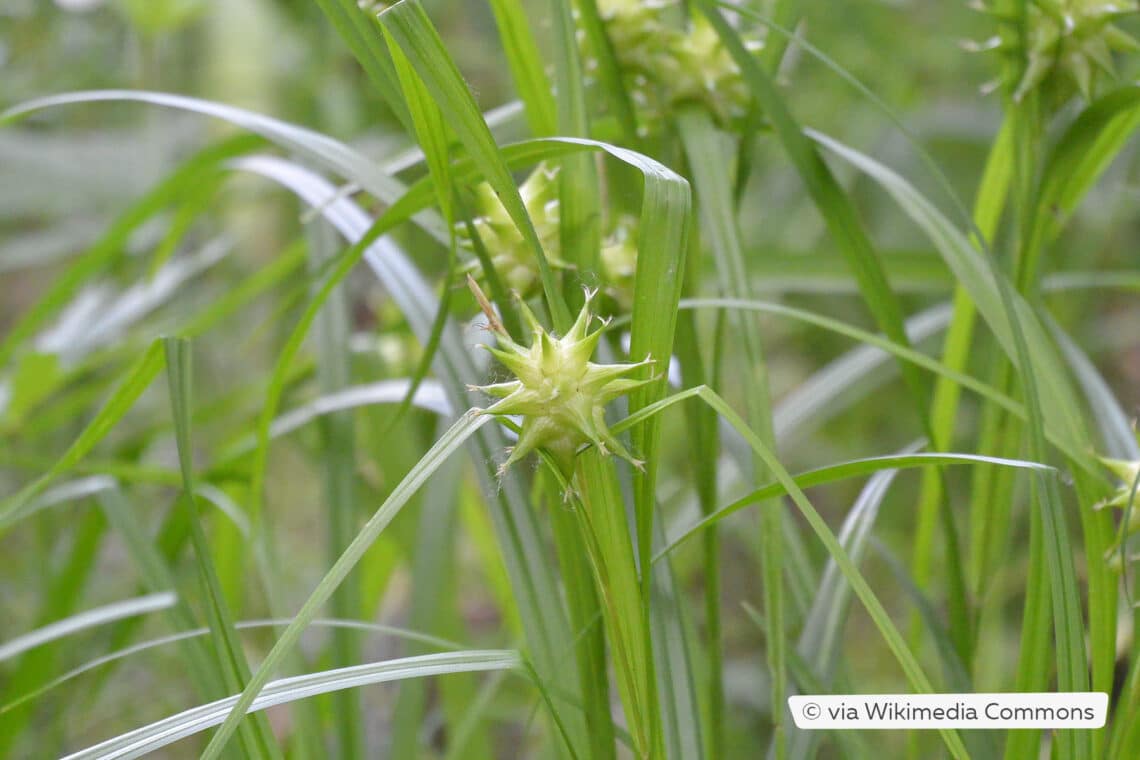 Morgenstern-Segge (Carex grayi)