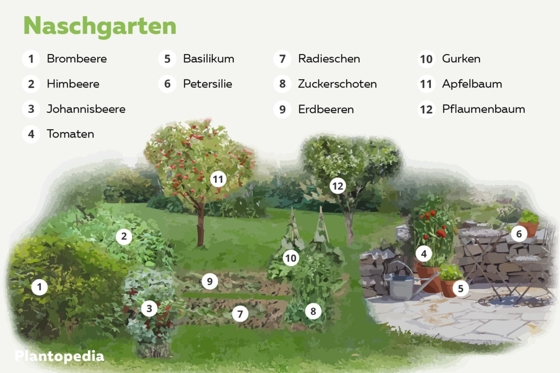 Naschgarten Pflanzplan