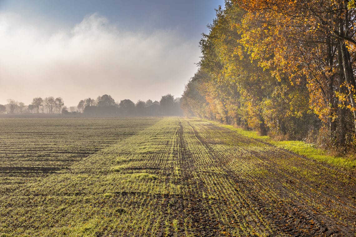 Feldrand im Herbst bei Nebel