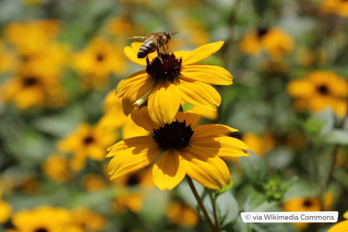 Oktober-Sonnenhut (Rudbeckia triloba)