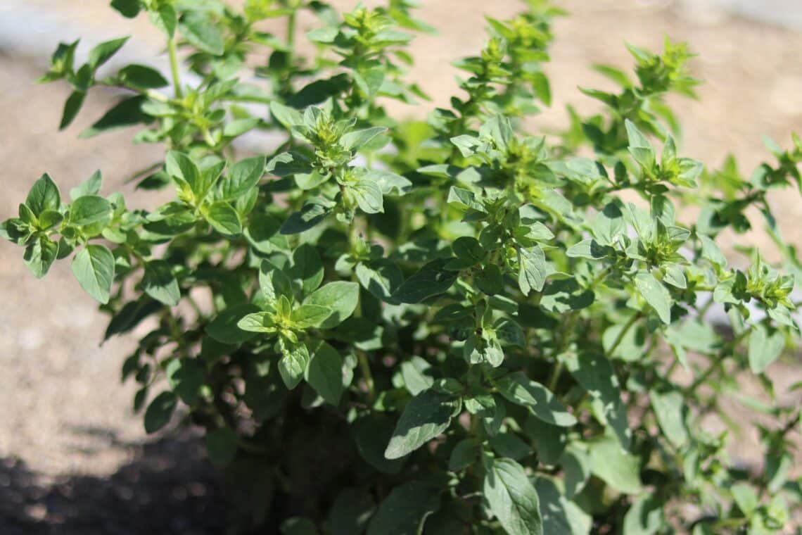 Oregano (Origanum vulgare)