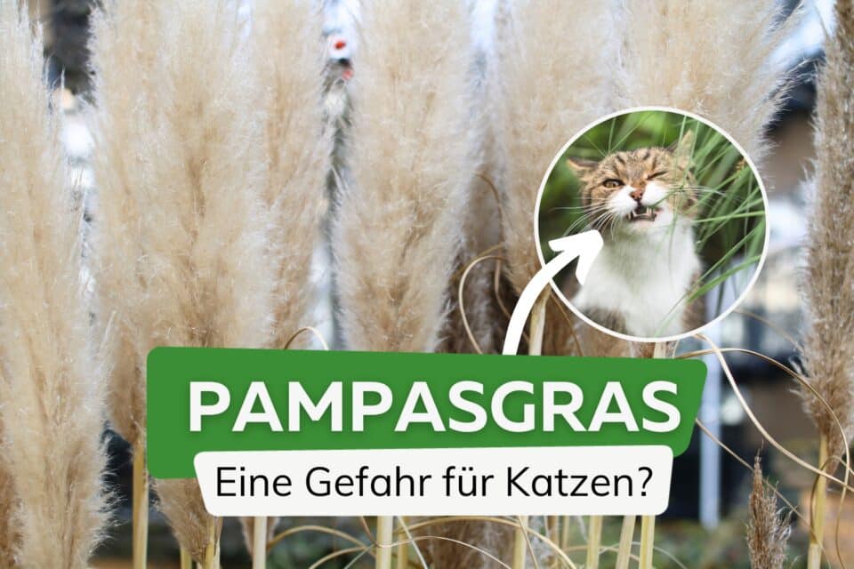 Künstliches Pampasgras In Salbeigrün – 3 Stiele, Je Ca. 115 Cm, Aus Weichem Seidenmaterial, Für Vasen & Deko