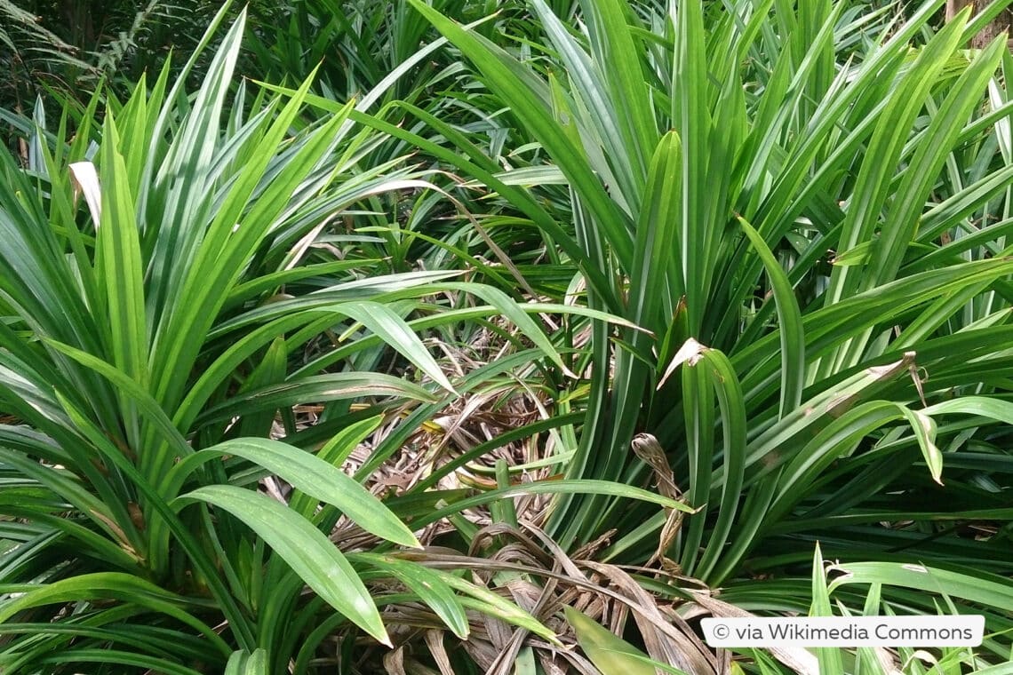 Pandan-Palme (Pandanus amaryllifolius)v