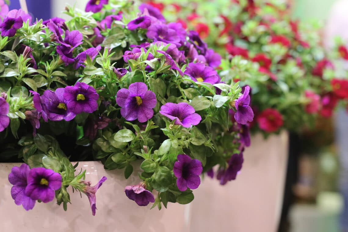 violette Petunie (Petunia) im Balkonkübel