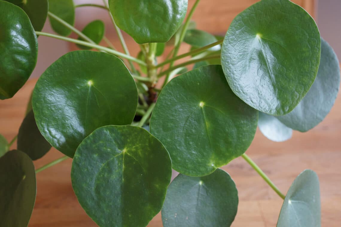 Pfannkuchenpflanze (Pilea peperomioides)