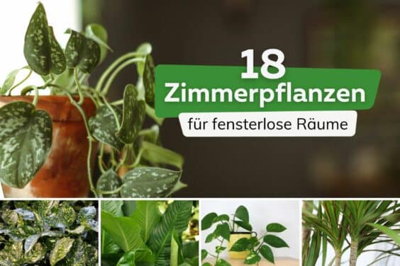 Pflanzen für fensterlose Räume Titel