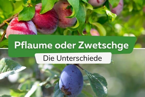 Pflaume oder Zwetschge: was ist der Unterschied?