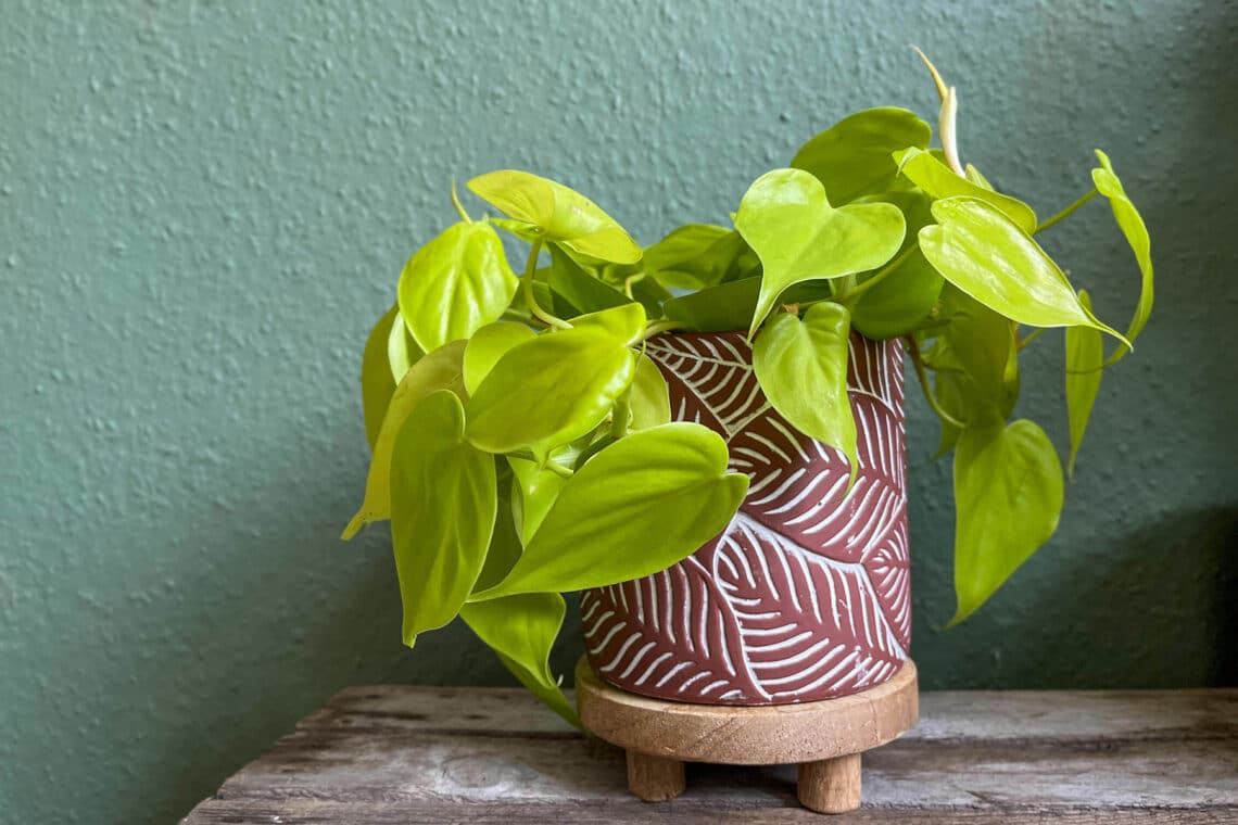 Philodendron Lime