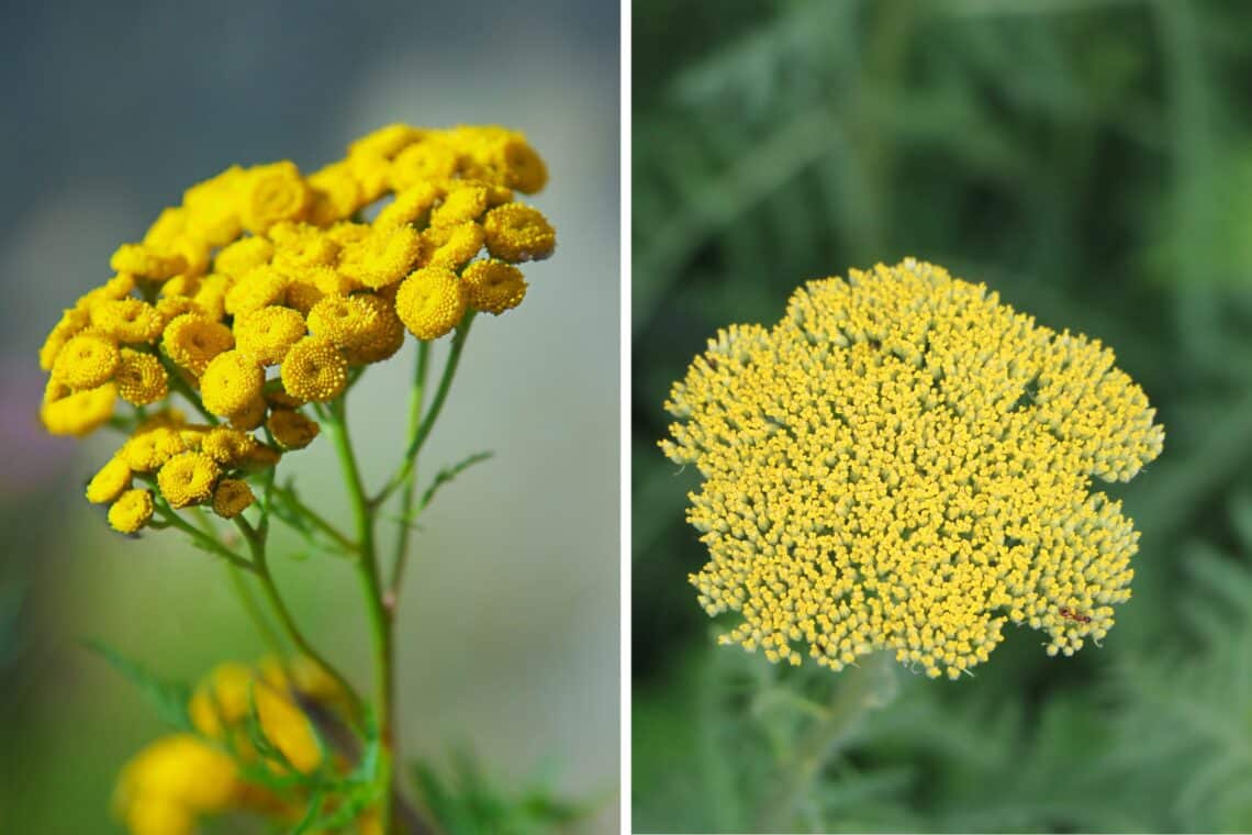 Rainfarn (Tanacetum vulgare) und Goldgarbe (Achillea filipendulina)