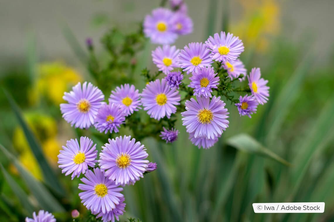 Raublatt-Aster (Symphyotrichum novae-angliae)