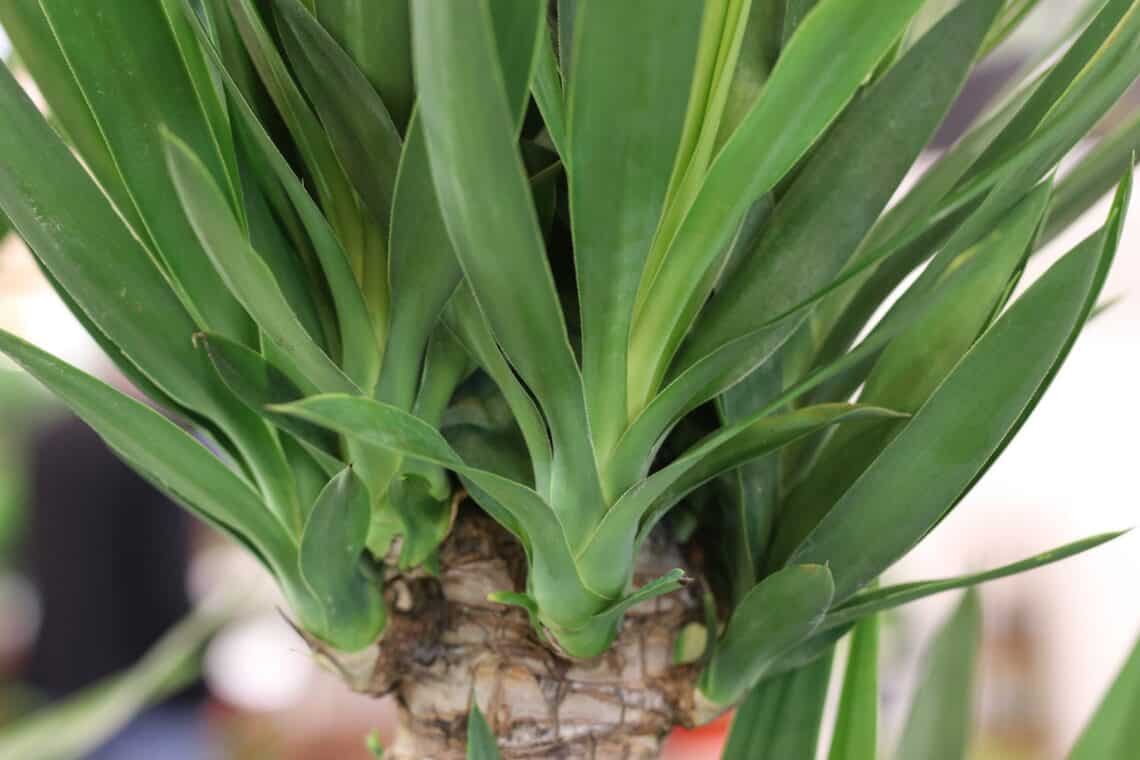 Riesen-Palmlilie (Yucca elephantipes)