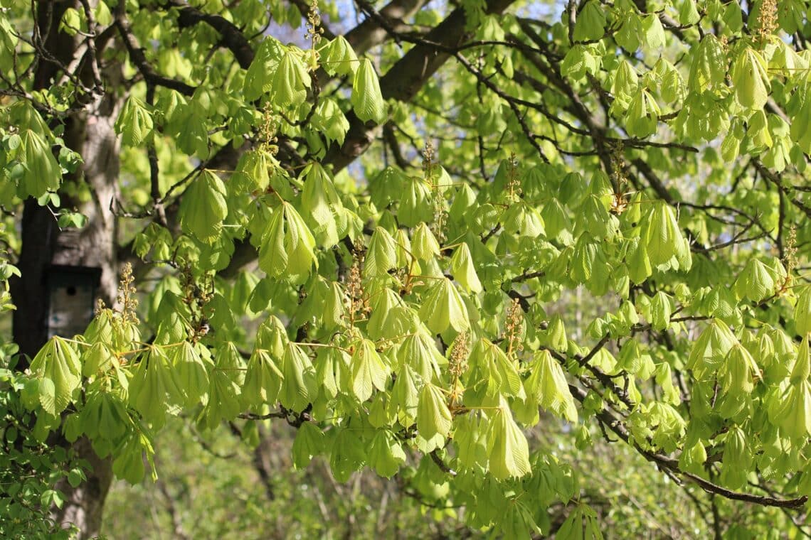 Rosskastanie (Aesculus hippocastanum) im Sonnenschein