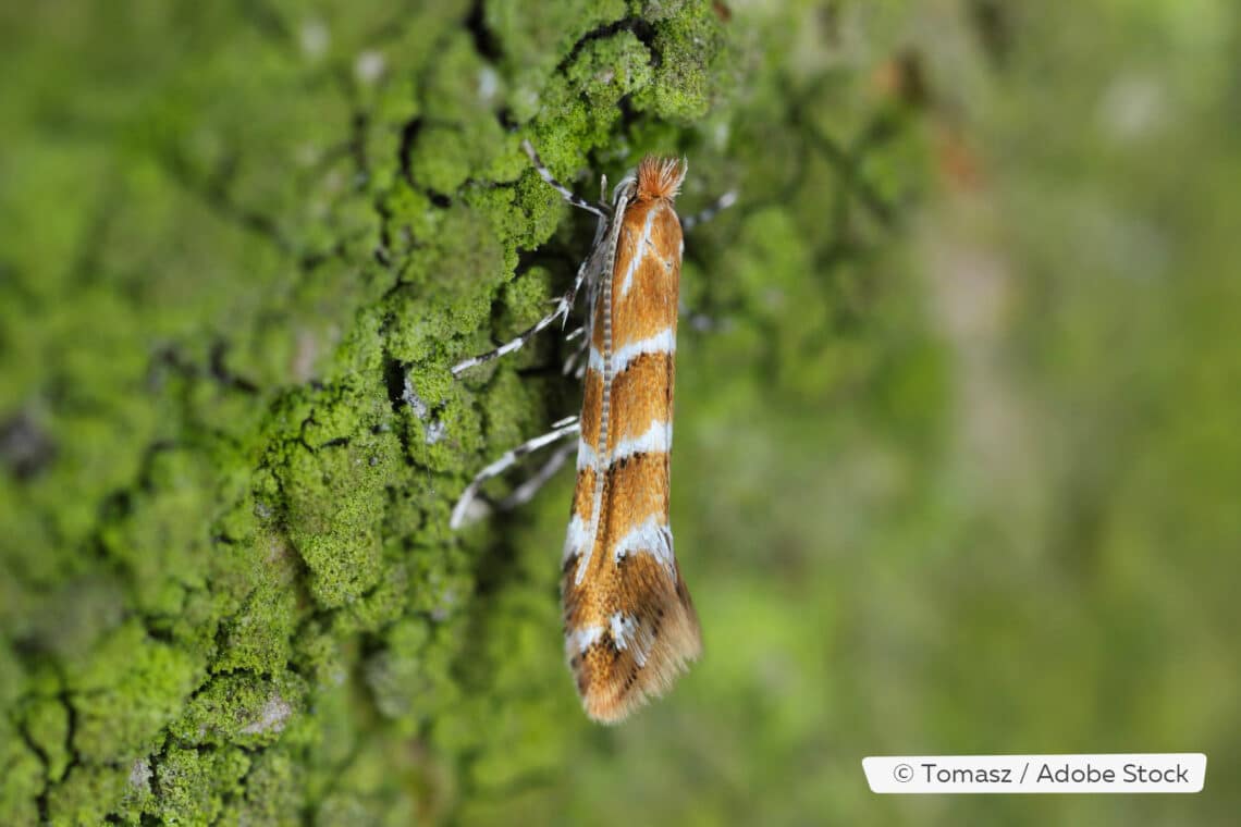 Rosskastanienminiermotte (Cameraria ohridella), Falter an Baum