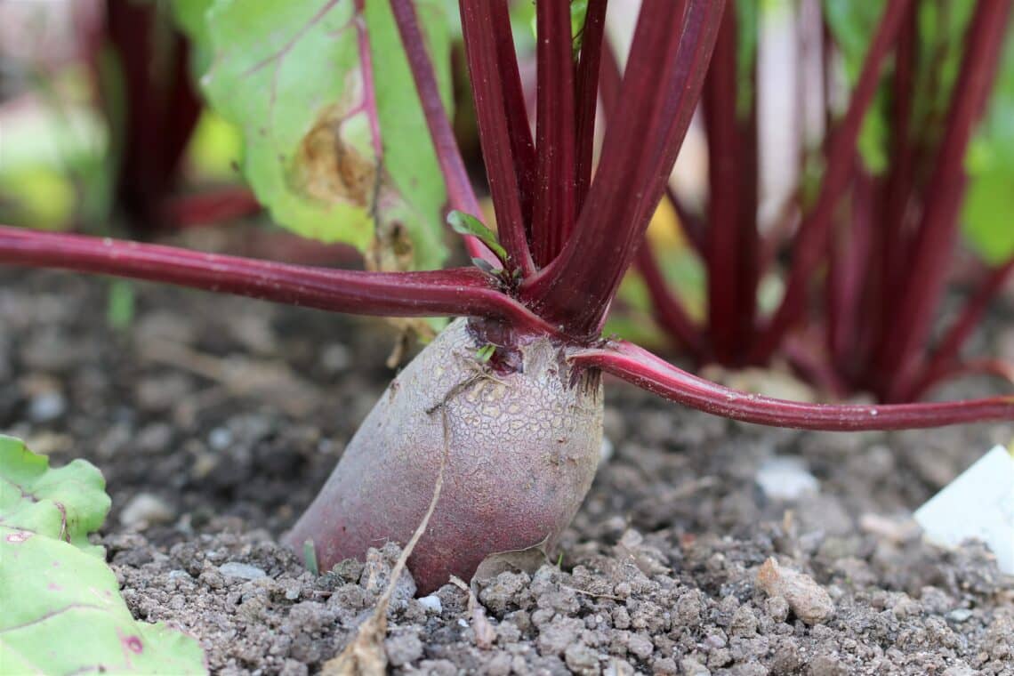 Rote Bete (Beta vulgaris subsp. vulgaris)