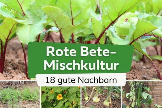 Rote Bete in Mischkultur