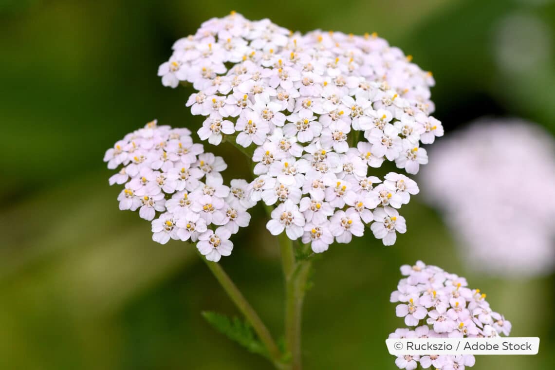 Schafgarbe (Achillea millefolium)