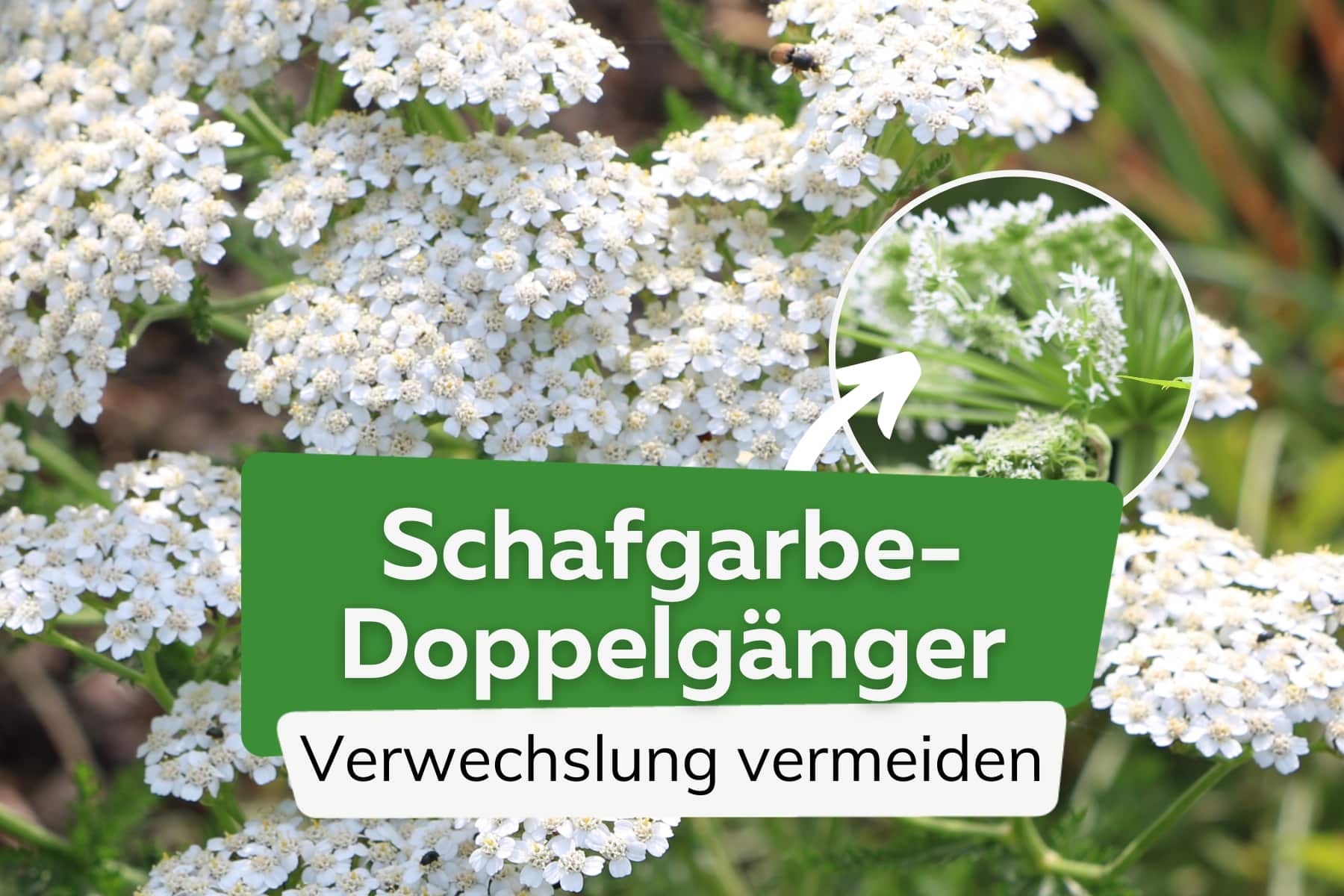 Schafgarbe-Doppelgänger - Verwechslung vermeiden