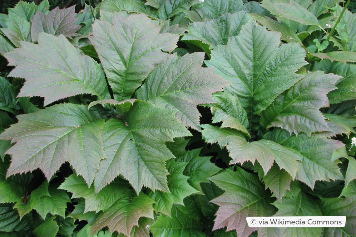 Schaublatt (Rodgersia podophylla)