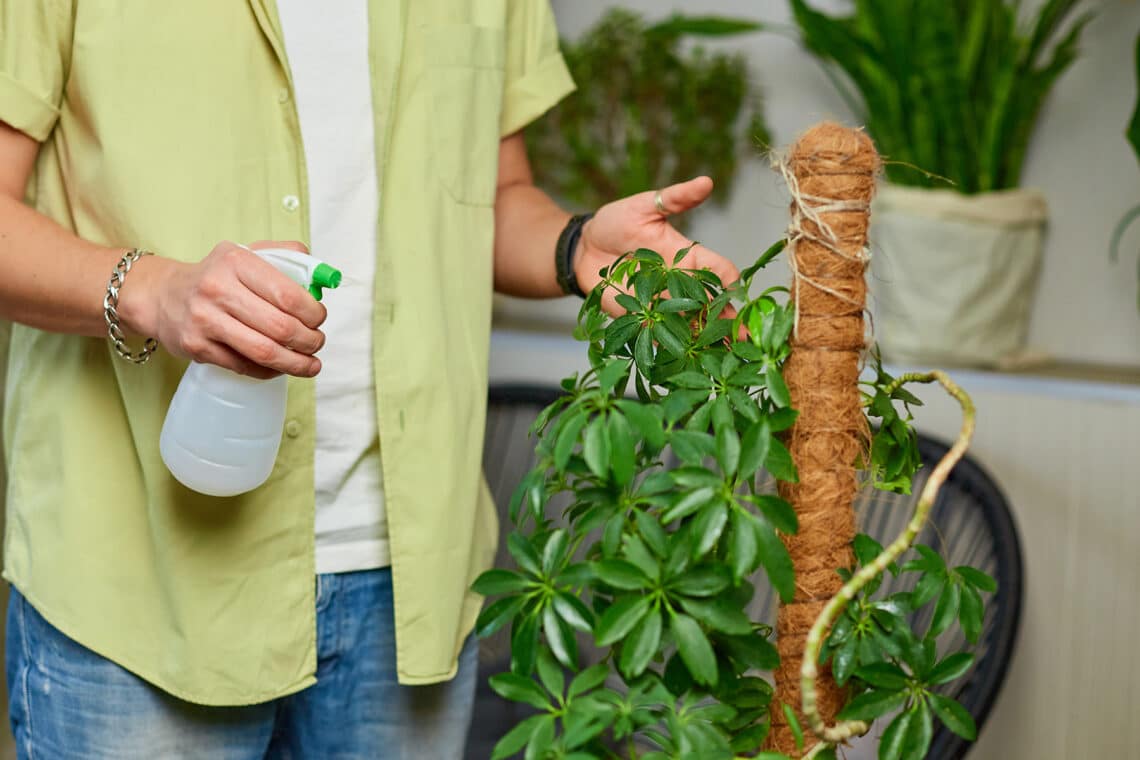 Schefflera Pflanze mit Wasser einsprühen