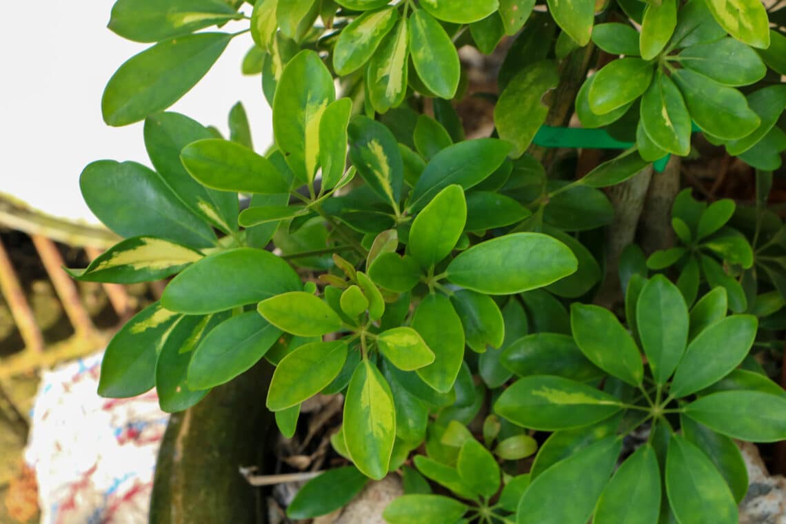 Schefflera Standort draußen im Kübel