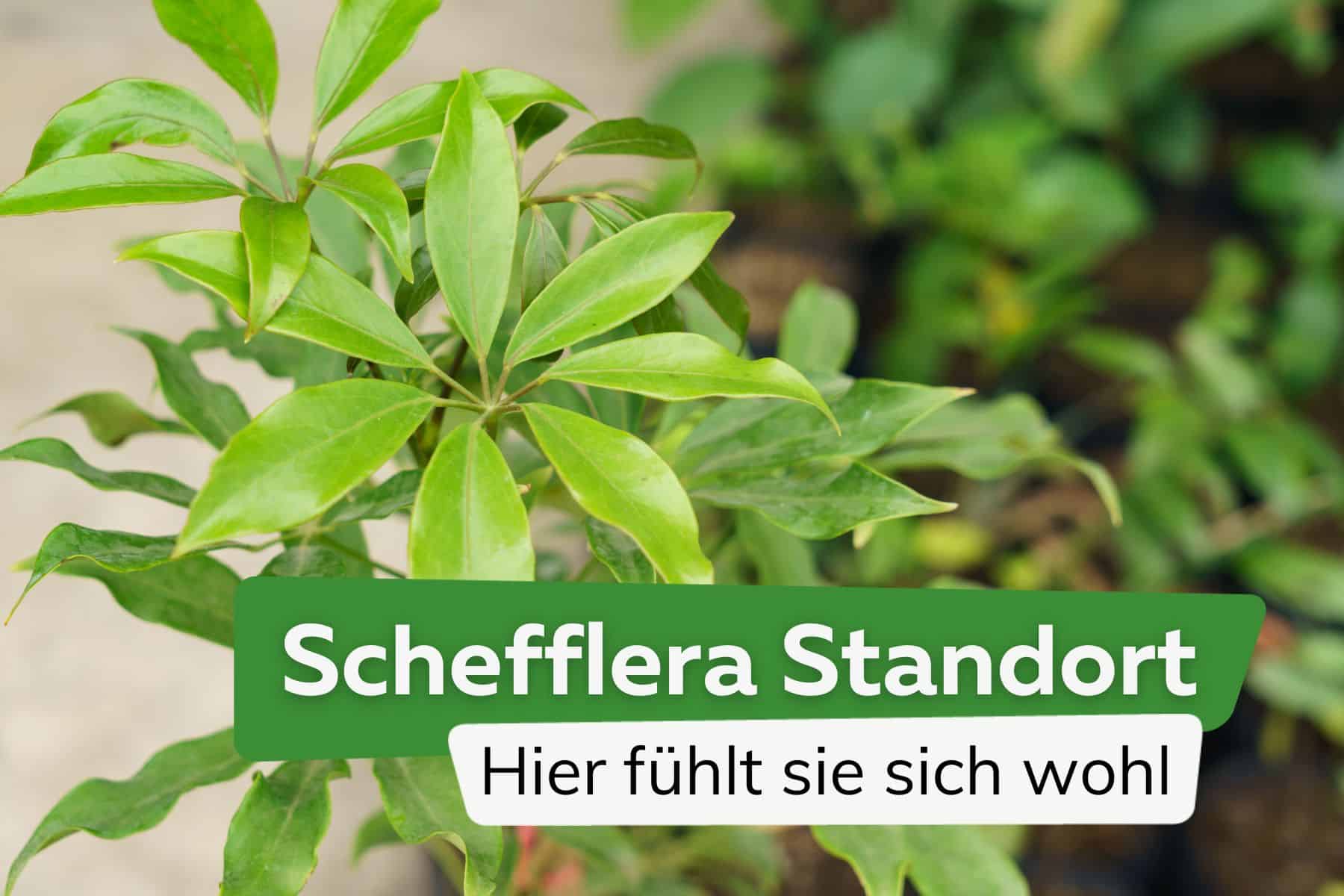 Schefflera Standort: hier fühlt sie sich wohl